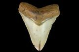 Fossil Megalodon Tooth - North Carolina #124935-1